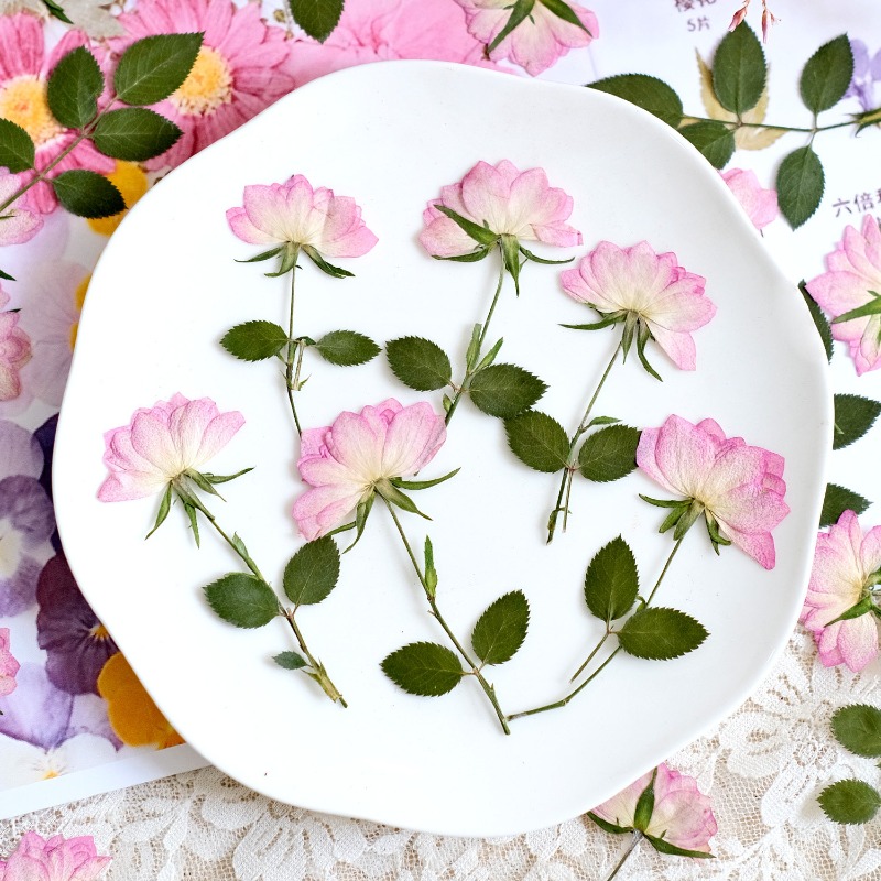 12 peças, Flores Secas Reais P - Resin Art Phone Case avaliação e preço